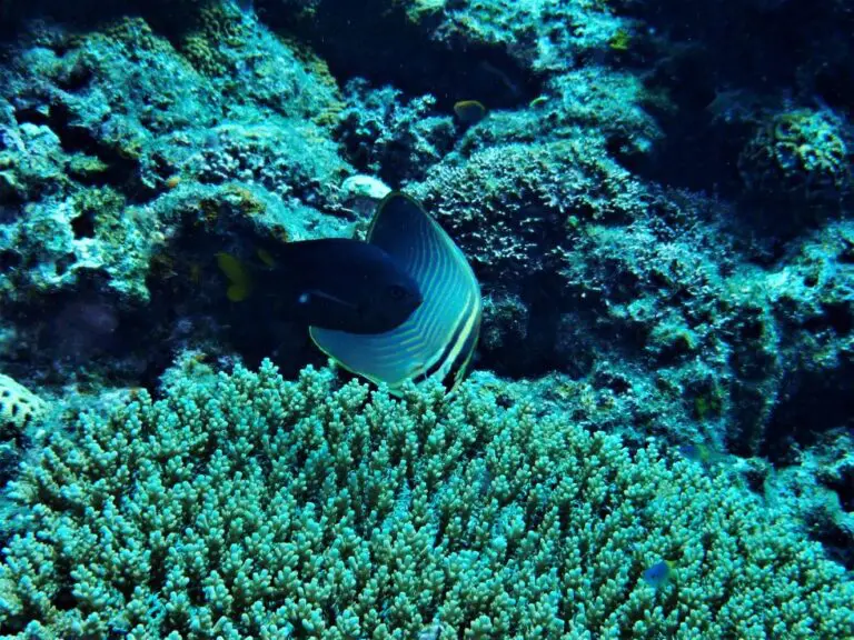 カラカラ先生のダイビングスクール　宮古島