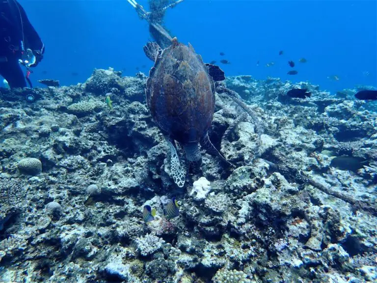 カラカラ先生のダイビングスクール　宮古島