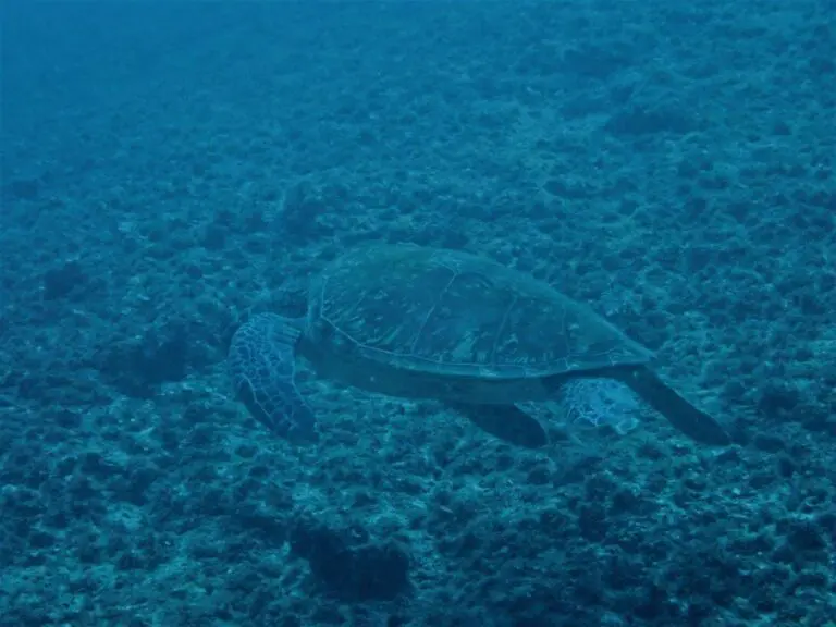 カラカラ先生のダイビングスクール　宮古島