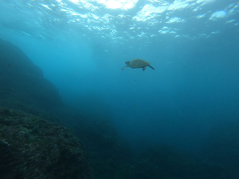 八丈島・サトウダイビング