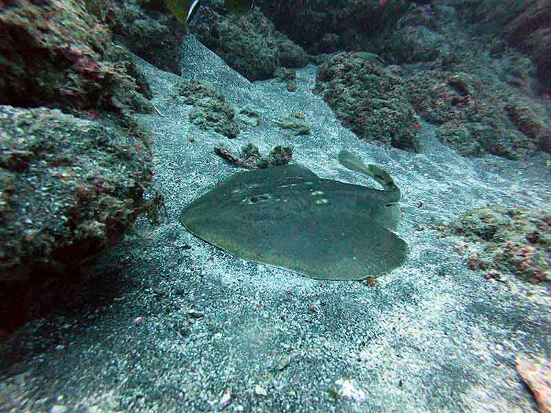 八丈島・サトウダイビング